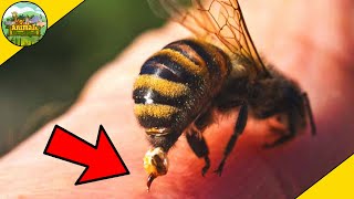 Why Do Bees Die After They Sting You?