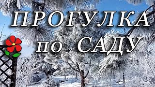 Один день в саду. В городе так не бывает! Утро, день, солнечный день. Птицы и псы. Наша идиллия.