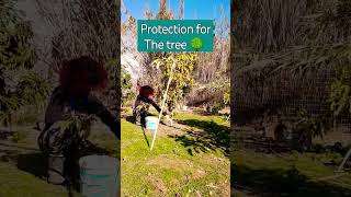 how to protect trees in Europe #travelgreece #shorts #farming #farming #greekisland