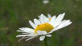 Lawns & Meadows: Oxeye Daisy