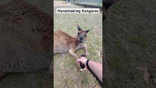 Handshaking a Kangaroo - Cleland Wildlife Park #australia #shorts #shortsviral #kangaroo roo