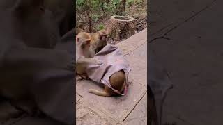 Am I looking scary#shorts #wildlife #animals #wildanimals #monkey #monkeyvideo