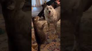 Hilarious Cat Compilation: When Cats Try to Act Like Dogs #catfun #funnycat