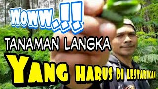 TANAMAN LANGKA INI HANYA ADA DI GUNUNG SAWAL !!?? .||Kang Mumu Balad Sarebu dan Maman Cale