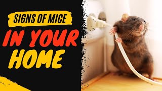 5 WARNING SIGNS YOU HAVE MICE IN YOUR HOME