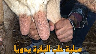 Farm village food review - تجربة الطبخ في المزرعة مع حلب البقرة يدويًا