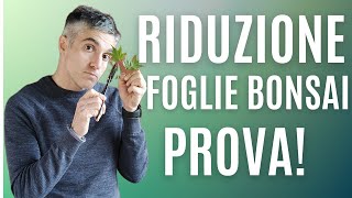 COME RIDURRE le FOGLIE nel BONSAI, TECNICHE VARIE