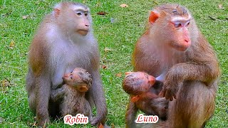 Amazing mother...Rose and Luna breastfeeding their baby under raindrop