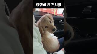 골든 리트리버 라온이의 리즈시절