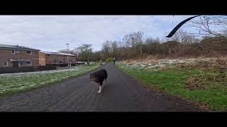 Border collie commuting