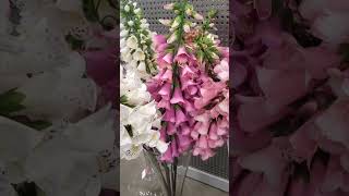 beautiful flowers at home