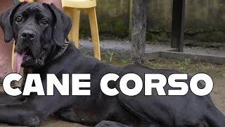 BATANG CANE CORSO | BISITA NG SUPERO