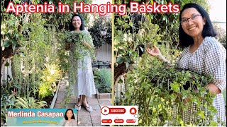 Aptenia in Hanging Baskets - Pinay Countrylife #garden  #succulent  #hangingbasket  #viral