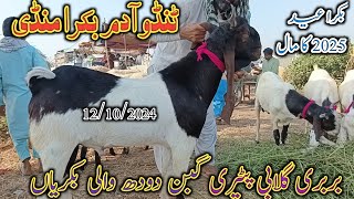 tando Adam bakra Mandi | Latest update today | gulabi patari goat | bakra Eid 2025 | date 12/10/2024