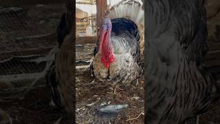 Giant turkey, could share visitors #shorts #feedshorts #turkeybreeding