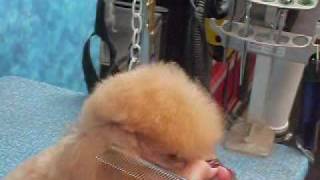 Scissoring the Poodle Topknot_0002.wmv