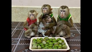 4 Siblings Sit Very Obediently Waiting Mom To Come & Feed Them June Apple For Dessert Treat .