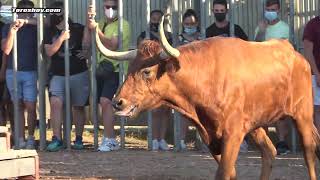 TOROS CAPONES DE ARRIAZU EN BURRIANA TOROS TV 2021