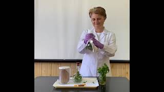 #4 Lecții de biologie experimentală: Evidențierea respirației celulare la plante