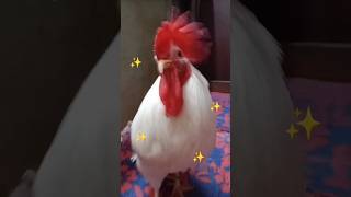 Cute Rooster #surething #shorts #trending