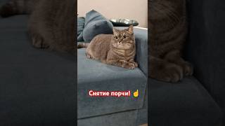 Снятие порчи! ☝️ #кошкалюська #cat