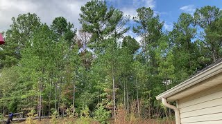 REMOVING HAZARDOUS 110 FT. PINE TREES BY SEMI-PRO CREW