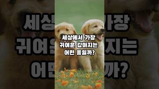 보기만해도 흐뭇한 세상에서 가장 귀여운 강아지 TOP 5 #강아지 #dog #doglover #귀여운강아지 #일상 #궁금 #생활정보 #이슈 #오야지 #순위