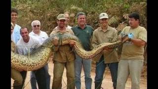 Giant snake ever captured part 2   Anaconda