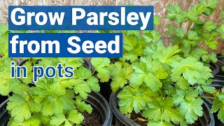 How to Grow Parsley from Seed in Pots🌿🍀