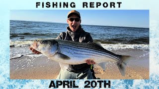 New Jersey Fishing Report April 20th #fishingreport #surffishing