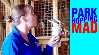 Merlyn the Laughing Kookaburra! SEAWORLD INSIDE LOOK 2019!