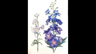 watercolor：Delphinium Flower