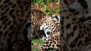 The Incredible Strength of Jaguar Jaws