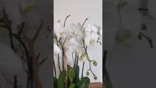 Orchid arrangement "Radiant orchid" | Orchids | Viva Orchids of Boca Raton