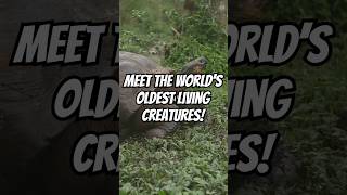 Meet the World’s Oldest Living Creatures! #OldestCreatures #NatureDocumentary #WildlifeFacts