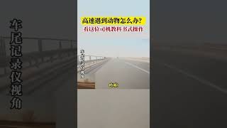 河北唐山。高速遇到动物怎么办？看这位司机教科书式操作