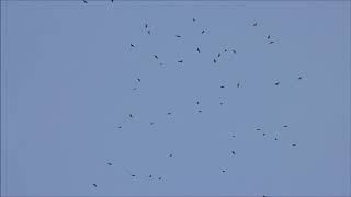 Migrating Broad-winged Hawks (Buteo Platypterus) 09/14/20