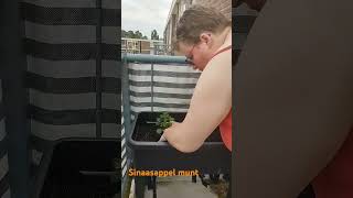 sinaasappel munt planten op balkon