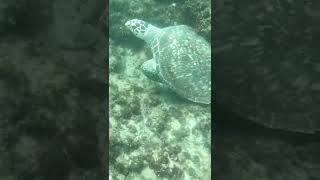 Sneaking Up On a Green Sea Turtle #shorts