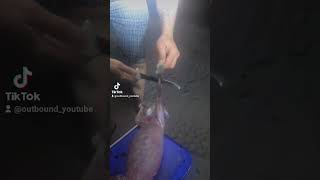 Quickly process a feral rabbit: #butcher #catchandcook #australia #shorts #shortvideo