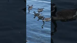 Family Of Geese At Happy Rolph's Animal Farm