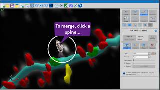 Neurolucida 360: How to detect, classify and edit spines in 3D (v.2017+)