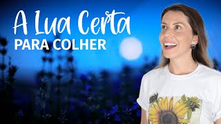 FASES DA LUA: Quando colher e podar as plantas? 🌔 Influência da LUA sobre as PLANTAS