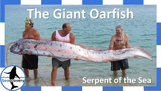 The Original Sea Serpent: The Giant Oarfish (Regalecus glesne)