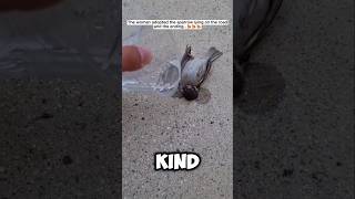 A Kind Women save the sparrow,but in the end😮 #shorts #kindness