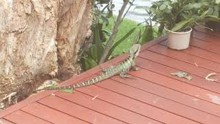 Water Dragons 2