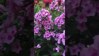 #asmr #flowers ❤️Red Bee Balm & Pink Phlox 🌸 #shorts #garden #outdoors #nature #relax #lofi