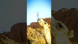 What's Actually Inside A Camel's Hump 👀🤔🔥 | @RahuFacts08