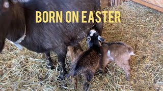 Goat gives birth to Triplets on Easter ⚠️Graphic live goat birth⚠️