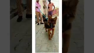 German shepherd two brothers long coat puppy #quality #heavybone #viral #quality #shorts